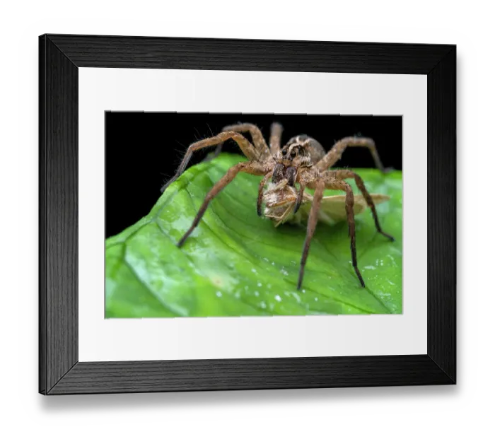 Framed Print : RF - Wolf spider (Schizocosa sp.) holding on to moth prey, Osa Peninsula, Costa Rica. (This image may be licensed either as rights managed or royalty free.) Framed Print : RF - Wolf spider (Schizocosa sp.) holding on to moth prey, Osa Peninsula, Costa Rica. (This image may be licensed either as rights managed or royalty free.)
