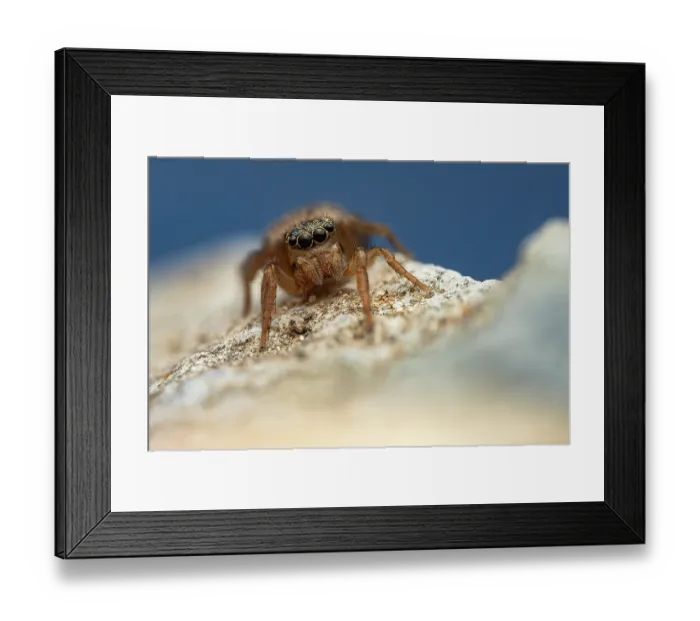 Framed Print : RF - Jumping spider (Euophrys frontalis) female, portrait, Lucerne, Switzerland. May. Focus stacked image. (This image may be licensed either as rights managed or royalty free.)