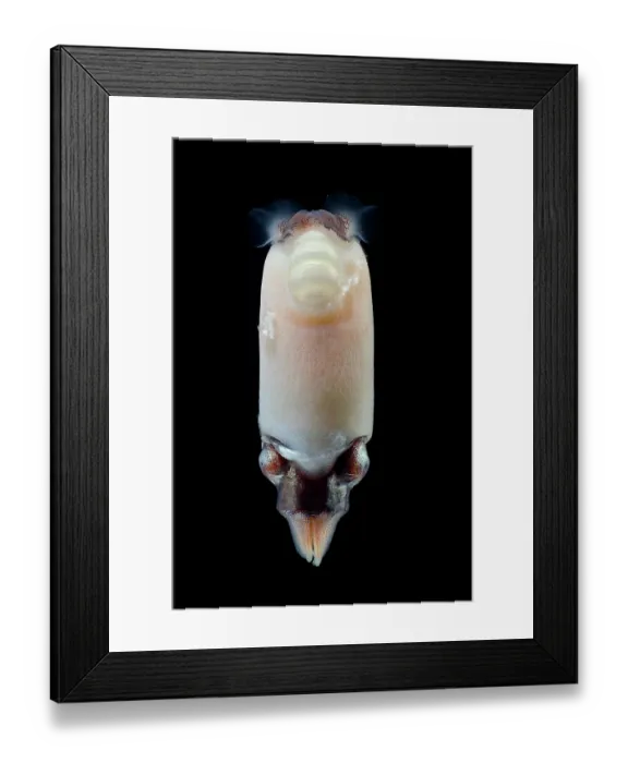 Framed Print : Ram's horn squid (Spirula spirula) portrait. This species has an internal, chambered, endogastrically coiled shell in the shape of an open planispiral Framed Print : Ram's horn squid (Spirula spirula) portrait. This species has an internal, chambered, endogastrically coiled shell in the shape of an open planispiral