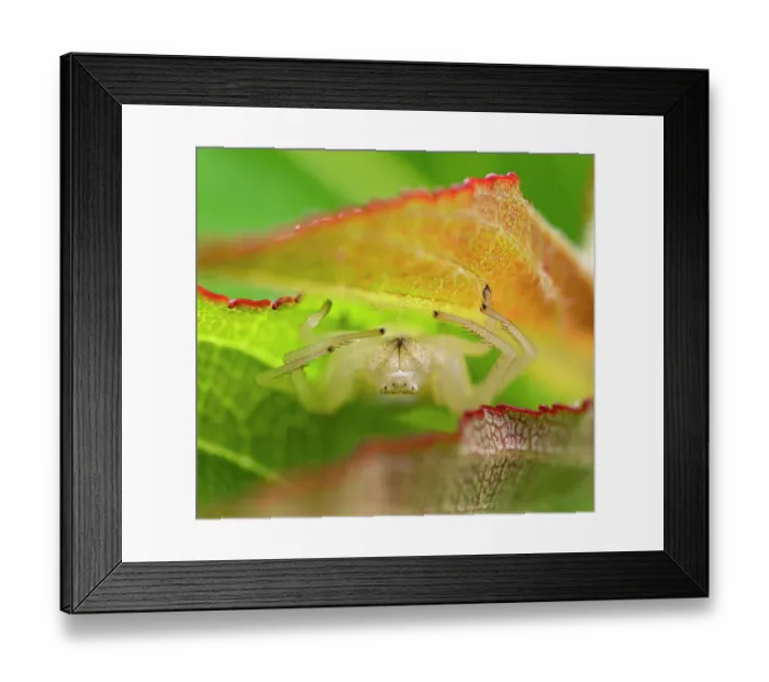 Framed Print : Goldenrod crabspider (Misumena vatia) resting on underside of leaf, Lucerne, Switzerland. September. Focus stacked image Framed Print : Goldenrod crabspider (Misumena vatia) resting on underside of leaf, Lucerne, Switzerland. September. Focus stacked image