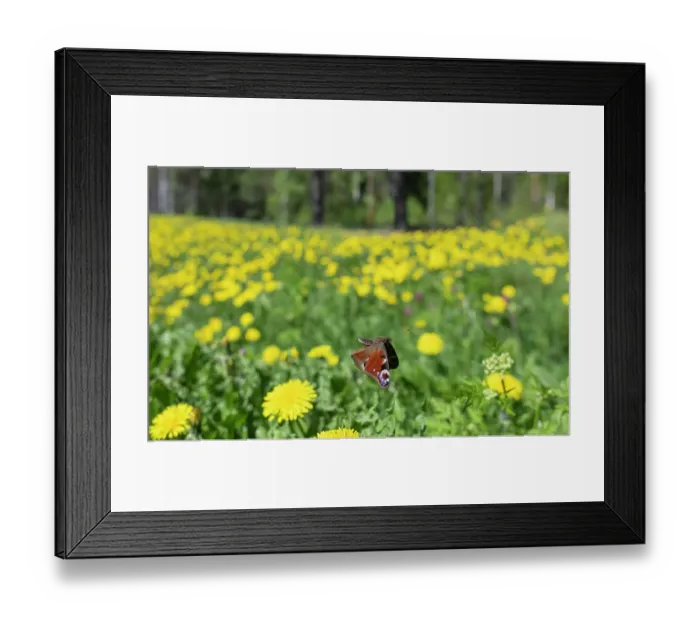 Framed Print : Peacock butterfly (Aglais io) in flight over wildflowers, Finland. May
