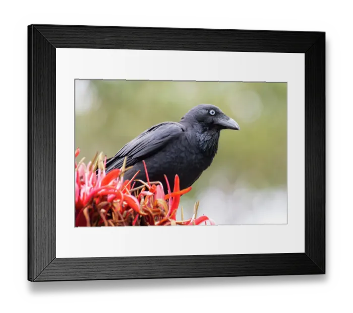 Framed Print : Australian raven (Corvus coronoides) perched on flower, Jarvis Bay, ACT, Australia Framed Print : Australian raven (Corvus coronoides) perched on flower, Jarvis Bay, ACT, Australia