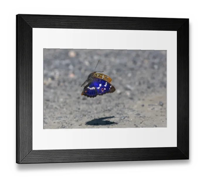 Framed Print : Lesser purple emperor butterfly (Apatura ilia) male, in flight, Finland. July Framed Print : Lesser purple emperor butterfly (Apatura ilia) male, in flight, Finland. July