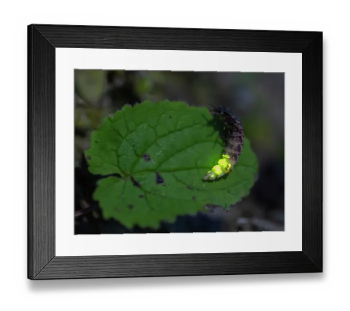 Framed Print : Common glow-worm (Lampyris noctiluca) female, resting on leaf, glowing, Finland. July Framed Print : Common glow-worm (Lampyris noctiluca) female, resting on leaf, glowing, Finland. July