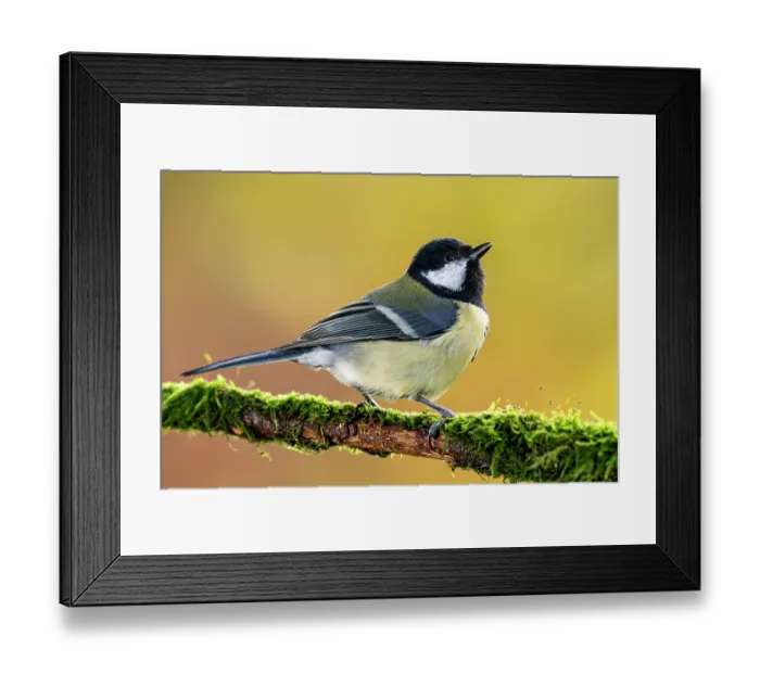 Framed Print : Great tit (Parus major) perched on branch at sunset, Lucerne, Switzerland. October Framed Print : Great tit (Parus major) perched on branch at sunset, Lucerne, Switzerland. October