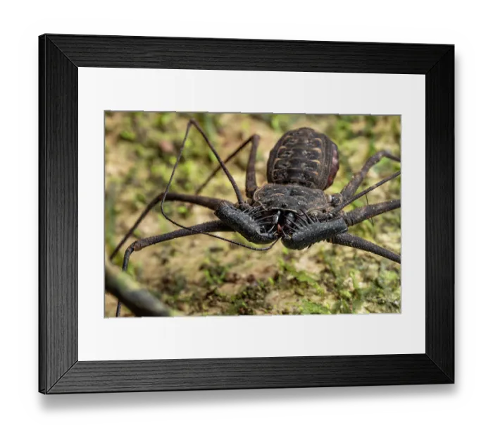Framed Print : RF - Whipspider (Paraphrynus laevifrons) gravid female grooming, Osa Peninsula, Costa Rica. Focus stacked image Framed Print : RF - Whipspider (Paraphrynus laevifrons) gravid female grooming, Osa Peninsula, Costa Rica. Focus stacked image