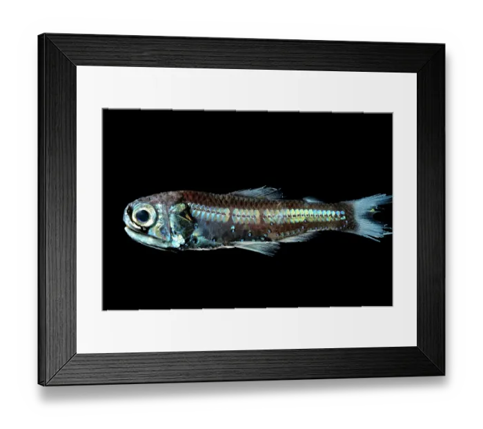 Framed Print : Hudson's lanternfish (Diaphus hudsoni) portrait, known for their bioluminescence, exhibiting a display of light through organs on their head, chest, and abdomen Framed Print : Hudson's lanternfish (Diaphus hudsoni) portrait, known for their bioluminescence, exhibiting a display of light through organs on their head, chest, and abdomen