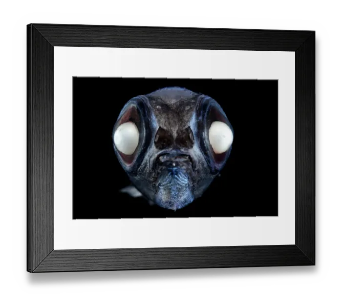 Framed Print : Bigscale deep sea smelt (Melanolagus bericoides) portrait