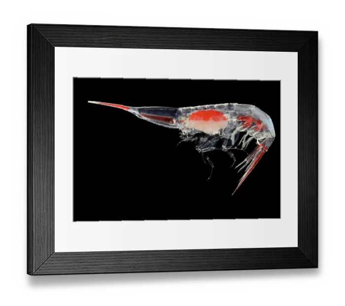 Framed Print : Amphipod (Streetsia challengeri) portrait, showing unique eye structure where the left and right eyes have fused into a single cylindrical photoreceptor Framed Print : Amphipod (Streetsia challengeri) portrait, showing unique eye structure where the left and right eyes have fused into a single cylindrical photoreceptor