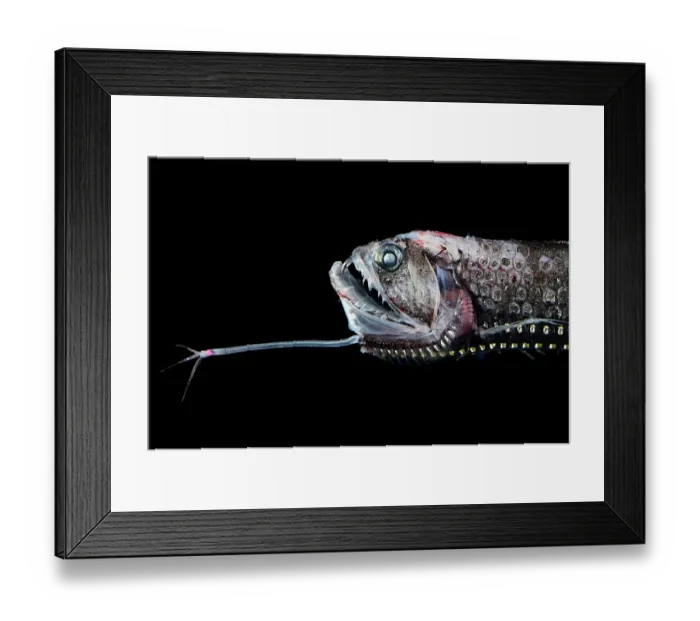 Framed Print : Scaly dragonfish (Stomias boa) head portrait, showing distinctive long barbel under the lower jaw, observed during RV Sonne, Cruise SO285, in the South Atlantic Framed Print : Scaly dragonfish (Stomias boa) head portrait, showing distinctive long barbel under the lower jaw, observed during RV Sonne, Cruise SO285, in the South Atlantic
