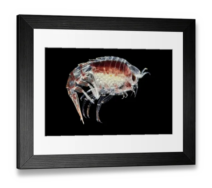 Framed Print : Amphipod (Themisto gaudichaudii) portrait. A dominant predator in plankton communities, frequently ranking third in abundance after copepods and krill Framed Print : Amphipod (Themisto gaudichaudii) portrait. A dominant predator in plankton communities, frequently ranking third in abundance after copepods and krill
