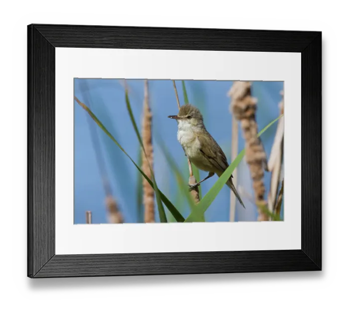 Framed Print : Australian reed warbler (Acrocephalus australis) male, perched among reeds (Typha sp.) at edge of lake, Canberra, ACT, Australia