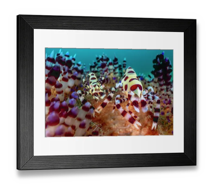 Framed Print : Coleman shrimps (Periclimenes colemani) pair, female on right, camouflaged in their Fire urchin (Asthenosoma varium) home, Batangas marine protected area, Luzon, Philippines Framed Print : Coleman shrimps (Periclimenes colemani) pair, female on right, camouflaged in their Fire urchin (Asthenosoma varium) home, Batangas marine protected area, Luzon, Philippines