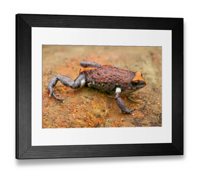Framed Print : Red-crowned brood frog (Pseudophryne australis) portrait, a small frog only found in the Hawkesbury sandstone region near Sydney, Lane Cove, New South Wales, Australia Framed Print : Red-crowned brood frog (Pseudophryne australis) portrait, a small frog only found in the Hawkesbury sandstone region near Sydney, Lane Cove, New South Wales, Australia