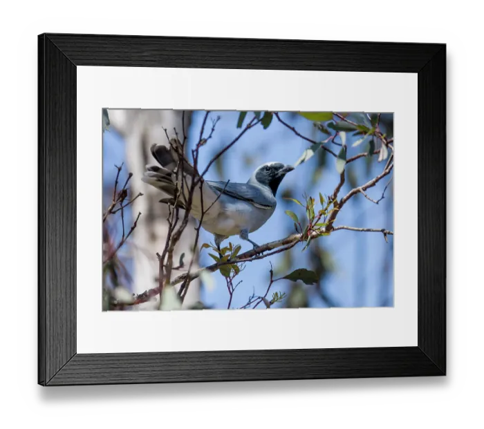 Framed Print : Black-faced cuckoo-shrike (Coracina novaehollandiae) perched on branch, Canberra, ACT, Australia Framed Print : Black-faced cuckoo-shrike (Coracina novaehollandiae) perched on branch, Canberra, ACT, Australia