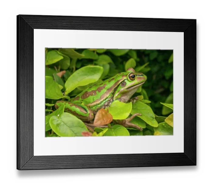 Framed Print : Green and golden bell frog (Litoria aurea) resting in shrub, a large frog with extremely restricted distribution due to Chytrid fungus, Sydney, New South Wales, Australia