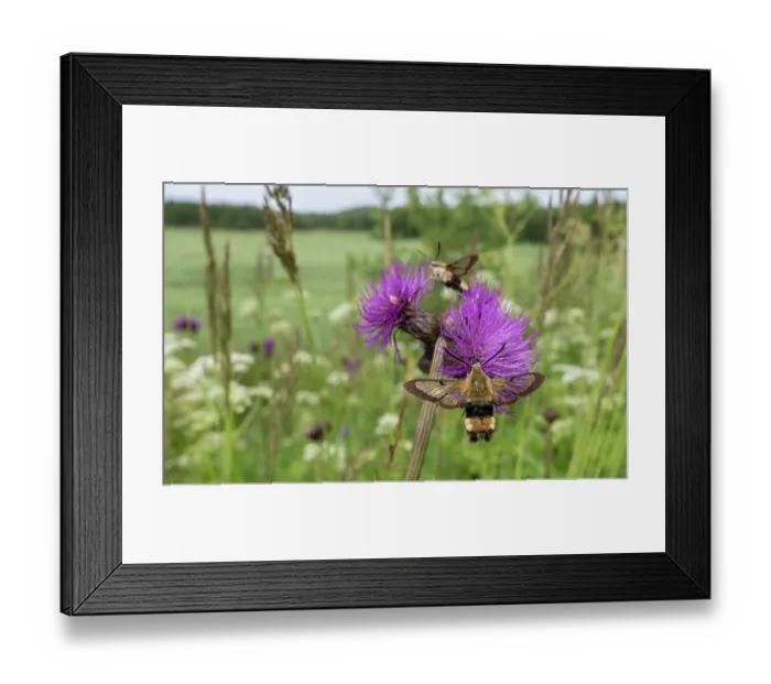 Framed Print : Two Broad-bordered bee hawkmoths (Hemaris fuciformis) nectaring on wildflower, Finland. July Framed Print : Two Broad-bordered bee hawkmoths (Hemaris fuciformis) nectaring on wildflower, Finland. July