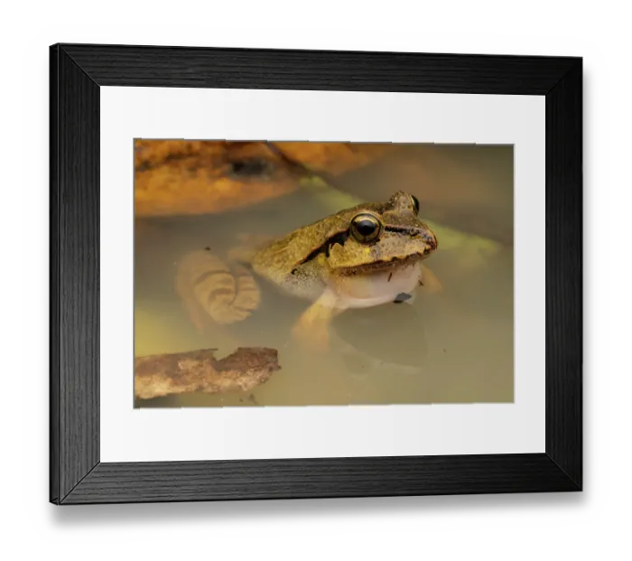 Framed Print : Black-soled frog (Lechriodus fletcheri) submerged in forest pool, Gosford, New South Wales, Australia Framed Print : Black-soled frog (Lechriodus fletcheri) submerged in forest pool, Gosford, New South Wales, Australia