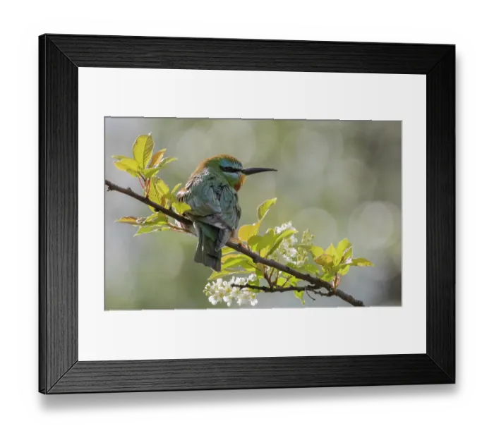 Framed Print : Blue-cheeked bee-eater (Merops persicus) perched on branch, Finland. June Framed Print : Blue-cheeked bee-eater (Merops persicus) perched on branch, Finland. June