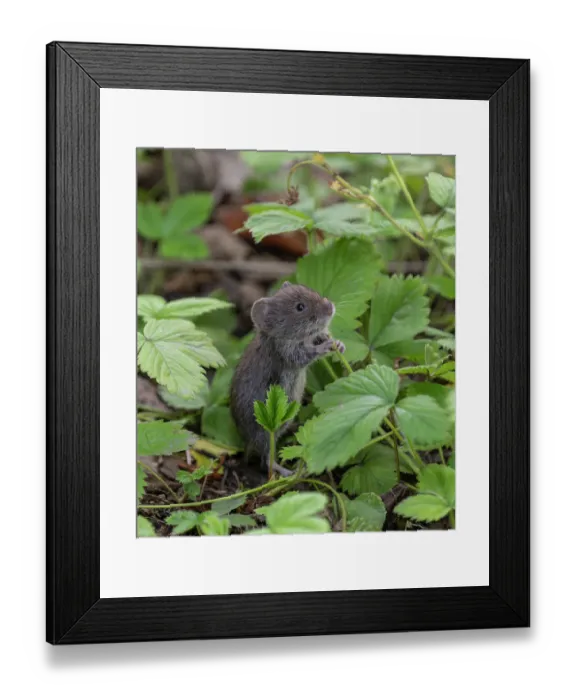 Framed Print : Bank vole (Clethrionomys glareolus) standing on hind legs, feeding on Strawberry (Fragaria sp.) leaves, Finland. July