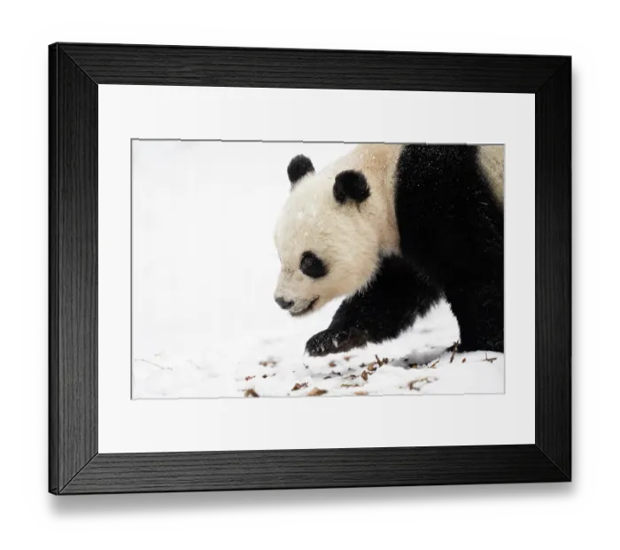 Framed Print : Giant panda (Ailuropoda melanoleuc) female, walking over snow, Giant Panda National Park, Sichuan, China. March, 2024 Framed Print : Giant panda (Ailuropoda melanoleuc) female, walking over snow, Giant Panda National Park, Sichuan, China. March, 2024