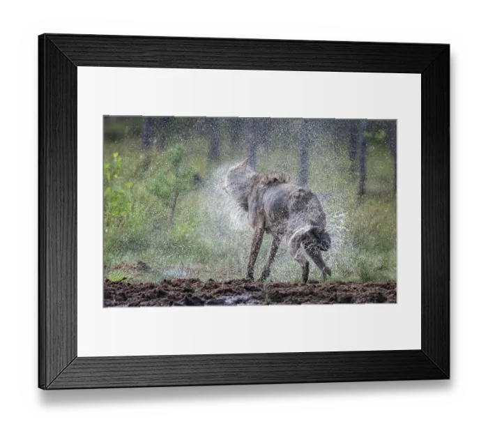 Framed Print : Grey wolf (Canis lupus) shaking fur dry after swimming, Finland. August Framed Print : Grey wolf (Canis lupus) shaking fur dry after swimming, Finland. August
