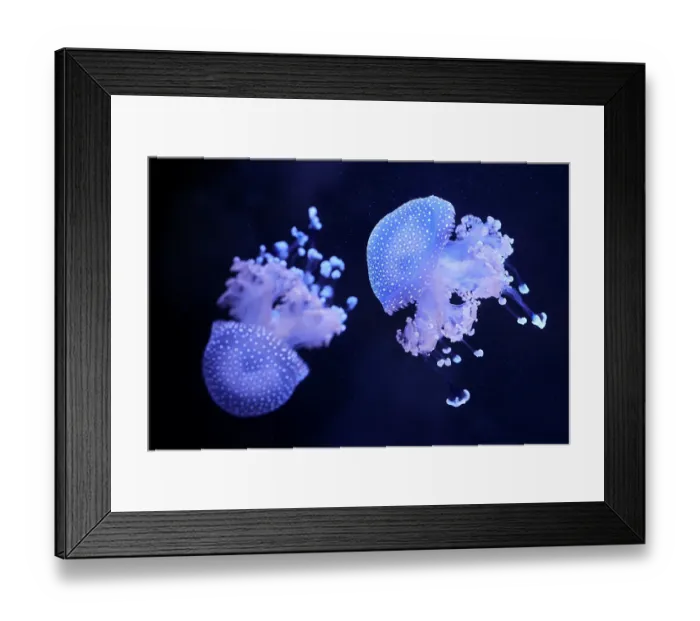 Framed Print : Two White-spotted jellyfish (Phyllorhiza punctata) portrait, Zoo Parc de Beauval, France. Captive, occurs in western Pacific Ocean Framed Print : Two White-spotted jellyfish (Phyllorhiza punctata) portrait, Zoo Parc de Beauval, France. Captive, occurs in western Pacific Ocean