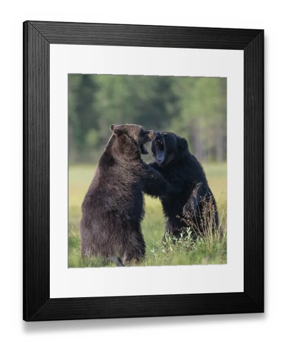 Framed Print : Two Brown bear (Ursus arctos) males, fighting, Finland. August Framed Print : Two Brown bear (Ursus arctos) males, fighting, Finland. August