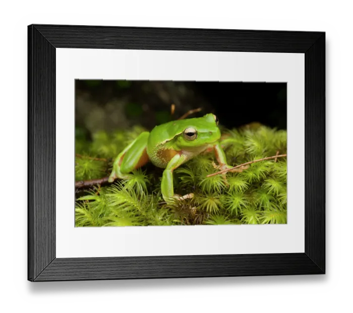 Framed Print : Leaf-green tree frog (Litoria phyllochroa) resting on wet moss at edge of stream, Gosford, New South Wales, Australia Framed Print : Leaf-green tree frog (Litoria phyllochroa) resting on wet moss at edge of stream, Gosford, New South Wales, Australia