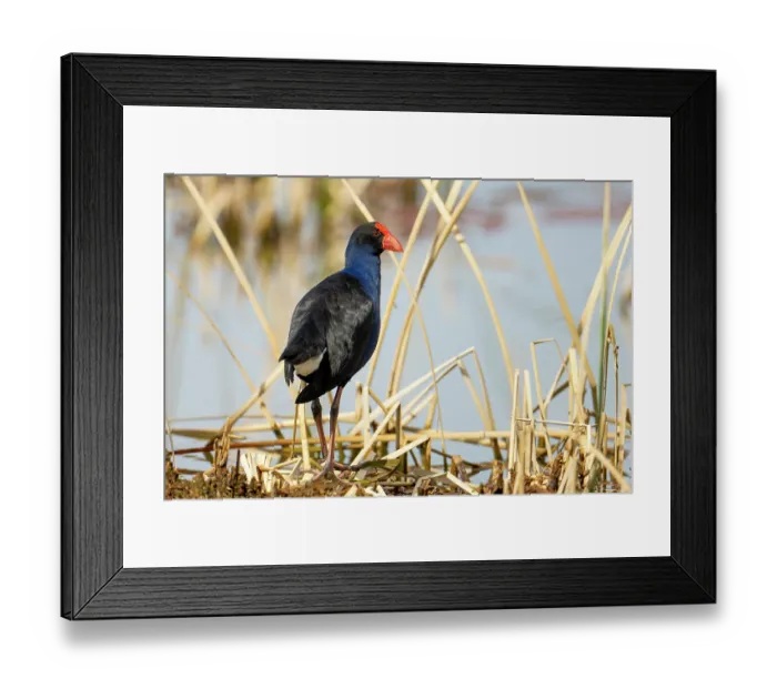 Framed Print : RF - Eastern swamphen (Porphyrio porphyrio) standing in reedbed at edge of lake, Canberra, ACT, Australia. (This image may be licensed either as rights managed or royalty free.) Framed Print : RF - Eastern swamphen (Porphyrio porphyrio) standing in reedbed at edge of lake, Canberra, ACT, Australia. (This image may be licensed either as rights managed or royalty free.)