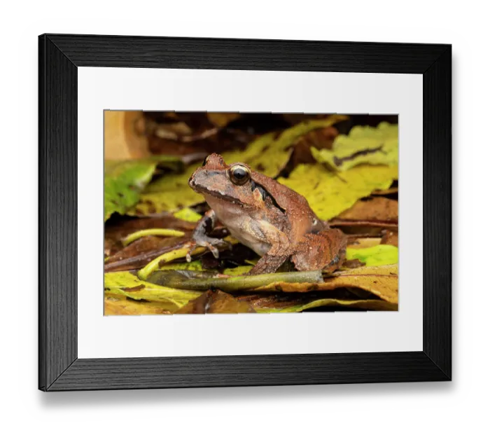 Framed Print : Black-soled frog (Lechriodus fletcheri) resting in leaf litter, Gosford, New South Wales, Australia Framed Print : Black-soled frog (Lechriodus fletcheri) resting in leaf litter, Gosford, New South Wales, Australia