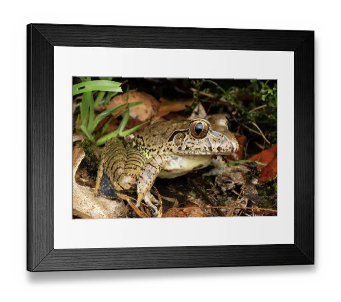 Framed Print : Giant barred frog (Mixophyes iteratus) resting in wet streamside vegetation, Gosford, New South Wales, Australia. Endangered Framed Print : Giant barred frog (Mixophyes iteratus) resting in wet streamside vegetation, Gosford, New South Wales, Australia. Endangered