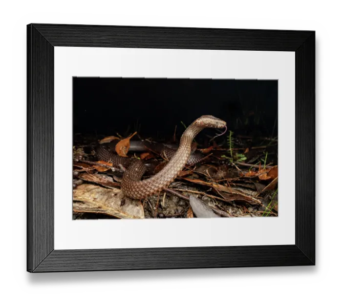 Framed Print : Golden-crowned snake (Cacophis squamulosus) threat display, wet forest on the central east coast, Gosford, New South Wales, Australia