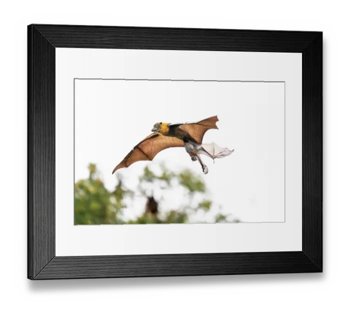 Framed Print : Grey-headed flying-fox (Pteropus poliocephalus) female, in flight carrying pup, aged 4-5 weeks Framed Print : Grey-headed flying-fox (Pteropus poliocephalus) female, in flight carrying pup, aged 4-5 weeks