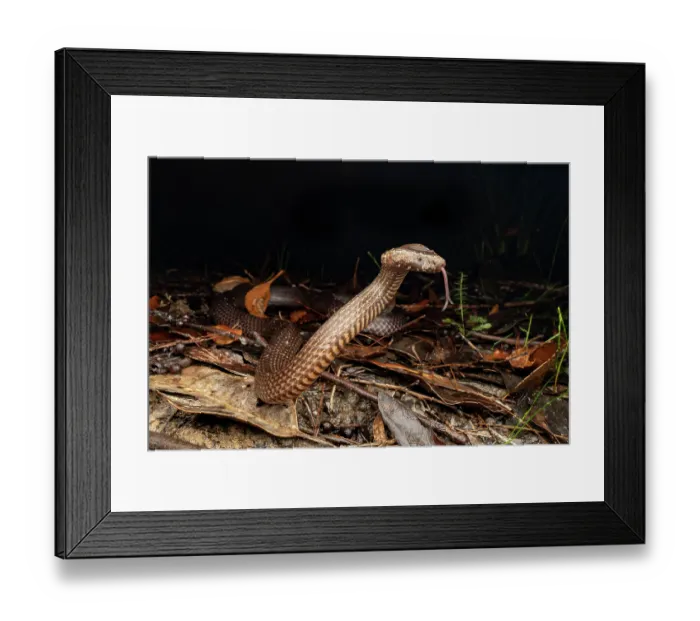Framed Print : Golden-crowned snake (Cacophis squamulosus) threat display, wet forest on the central east coast, Gosford, New South Wales, Australia Framed Print : Golden-crowned snake (Cacophis squamulosus) threat display, wet forest on the central east coast, Gosford, New South Wales, Australia