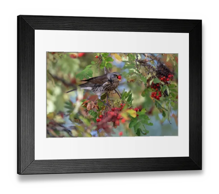 Framed Print : Fieldfare (Turdus pilaris) perched in Rowan (Sorbus sp.) tree, feeding on berries, Finland. October Framed Print : Fieldfare (Turdus pilaris) perched in Rowan (Sorbus sp.) tree, feeding on berries, Finland. October