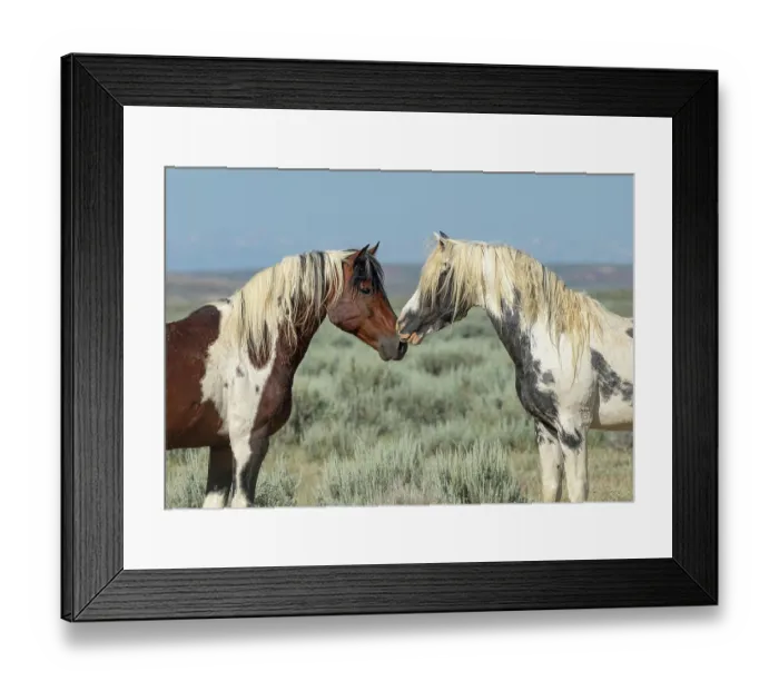Framed Print : Two wild stallions standing nose to nose, the older pinto on the left is the band stallion, McCullough peaks, Wyoming, USA. July Framed Print : Two wild stallions standing nose to nose, the older pinto on the left is the band stallion, McCullough peaks, Wyoming, USA. July