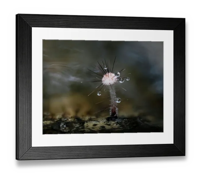 Framed Print : Holly parachute fungus (Marasmius hudsonii) young 2mm tall fungus after rain, with water droplets caught among hairs, Buckinghamshire, England, UK. November. Focus stacked Framed Print : Holly parachute fungus (Marasmius hudsonii) young 2mm tall fungus after rain, with water droplets caught among hairs, Buckinghamshire, England, UK. November. Focus stacked