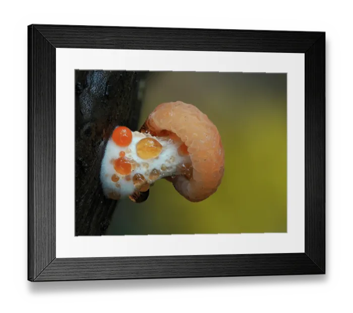 Framed Print : Wrinkled peach fungus (Rhodotus palmatus), young fungus growing from Elm log showing characteristic guttation, Hertfordshire, England, UK. November. Focus stacked Framed Print : Wrinkled peach fungus (Rhodotus palmatus), young fungus growing from Elm log showing characteristic guttation, Hertfordshire, England, UK. November. Focus stacked