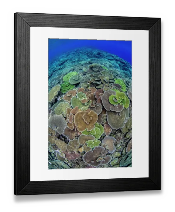 Framed Print : Looking down at the top of a submerged reef covered in corals (Acropora spp. and Pocillopora sp.), Fathers Reef, Lolobau Island, Papua New Guinea. Bismark Sea, Pacific Ocean Framed Print : Looking down at the top of a submerged reef covered in corals (Acropora spp. and Pocillopora sp.), Fathers Reef, Lolobau Island, Papua New Guinea. Bismark Sea, Pacific Ocean
