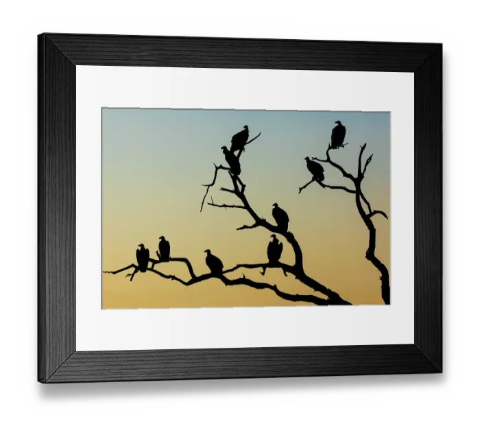 Framed Print : White-backed vultures (Gyps africanus) flock perched in tree, silhouetted at sunrise, Mashatu game reserve, Botswana. Critically endangered Framed Print : White-backed vultures (Gyps africanus) flock perched in tree, silhouetted at sunrise, Mashatu game reserve, Botswana. Critically endangered