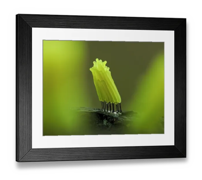 Framed Print : Slime mould (Stemonitis sp.) newly emerged bright yellow sporangia on rotting log, Buckinghamshire, England, UK. September. Focus stacked Framed Print : Slime mould (Stemonitis sp.) newly emerged bright yellow sporangia on rotting log, Buckinghamshire, England, UK. September. Focus stacked
