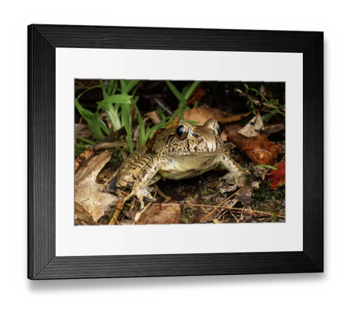Framed Print : Giant barred frog (Mixophyes iteratus) resting in wet streamside vegetation, Gosford, New South Wales, Australia. Endangered