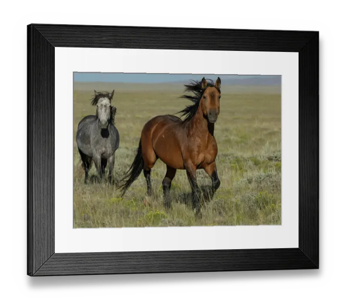 Framed Print : Wild Bay stallion leading his grey mare across grassland, Lost Creek, Wyoming, USA. July Framed Print : Wild Bay stallion leading his grey mare across grassland, Lost Creek, Wyoming, USA. July