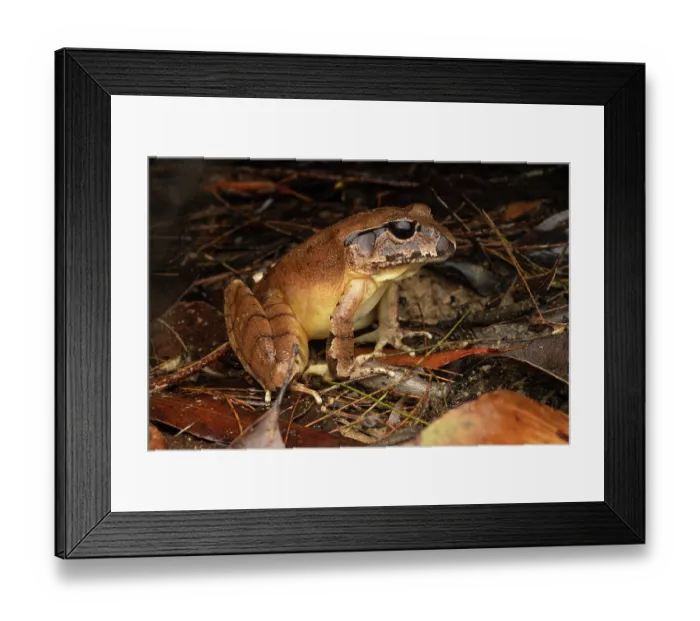 Framed Print : Northern stuttering frog (Mixophyes balbus) portrait, Gosford, New South Wales, Australia Framed Print : Northern stuttering frog (Mixophyes balbus) portrait, Gosford, New South Wales, Australia