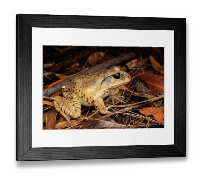 Framed Print : Great barred frog (Mixophyes fasciolatus) portrait, Gosford, New South Wales, Australia Framed Print : Great barred frog (Mixophyes fasciolatus) portrait, Gosford, New South Wales, Australia