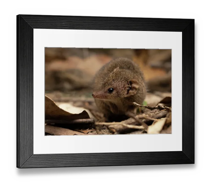 Framed Print : Common planigale (Planigale maculata) foraging in leaf litter, Crows Nest, Queensland, Australia Framed Print : Common planigale (Planigale maculata) foraging in leaf litter, Crows Nest, Queensland, Australia