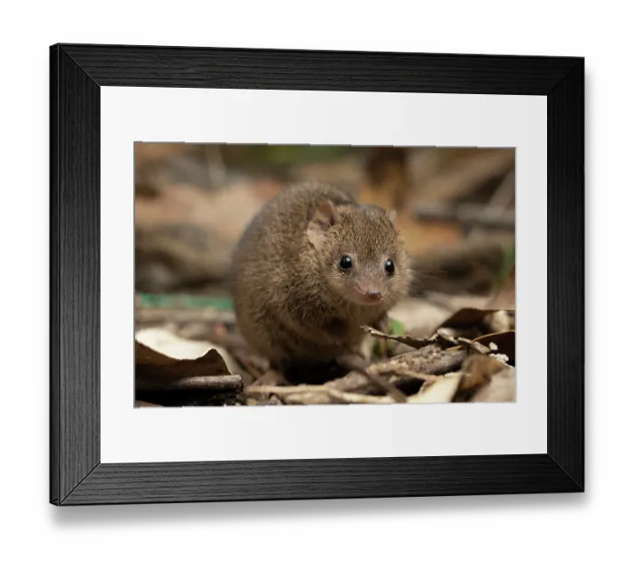 Framed Print : Common planigale (Planigale maculata) foraging in leaf litter, Crows Nest, Queensland, Australia Framed Print : Common planigale (Planigale maculata) foraging in leaf litter, Crows Nest, Queensland, Australia