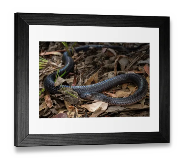 Framed Print : Small-eyed snake (Cryptophis nigrescens) among leaf litter, Crows Nest, Queensland, Australia Framed Print : Small-eyed snake (Cryptophis nigrescens) among leaf litter, Crows Nest, Queensland, Australia