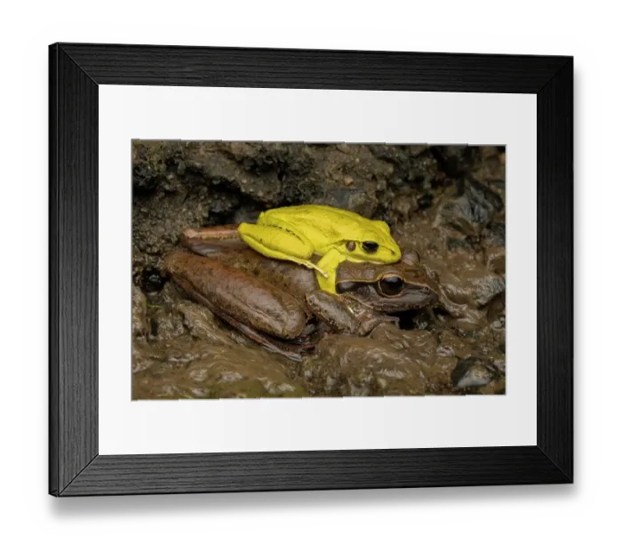 Framed Print : Eastern stony creek frogs (Litoria wilcoxii) pair in amplexus, Crows Nest, Queensland, Australia Framed Print : Eastern stony creek frogs (Litoria wilcoxii) pair in amplexus, Crows Nest, Queensland, Australia